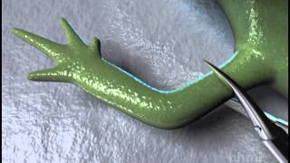 Salamander Limb Regeneration — HHMI BioInteractive Video [upl. by Sasnak637]