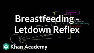 Breastfeeding  Letdown Reflex [upl. by Cagle]