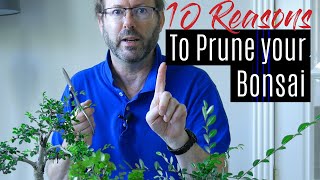 Bonsai Care  How to prune your Bonsai tree  Part 1 [upl. by Letnom]