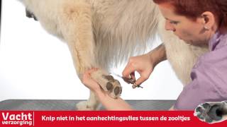 Vachtverzorging van je hond  De haren tussen de voetzooltjes knippen [upl. by Alodie]