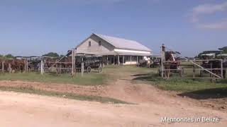 Mennonites in Belize  Old Colony Mennonites Singing [upl. by Ramu490]