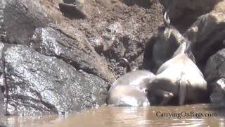 Wildebeest Migration  AMAZING Maasai Mara Kenya [upl. by Mraz456]