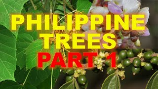 Philippine Trees [upl. by Eseerehc]