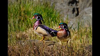 Building a Wood Duck Nesting Box [upl. by Atinaujnas]