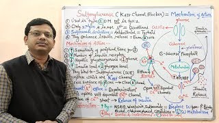 Diabetes Mellitus Part10 Mechanism of Action of Sulfonylurease  Antidiabetic Drugs  Diabetes [upl. by Pega]