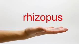 How to Pronounce rhizopus  American English [upl. by Raseta]