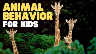 Animal Behavior for Kids  Learn about innate behavior learned behavior and more [upl. by Aleirbag723]