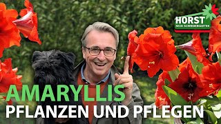 Amaryllis pflanzen und pflegen  Horst sein Schrebergarten [upl. by Aer850]