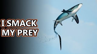 Thresher Shark facts I whip my tail back and forth  Animal Fact Files [upl. by Nylakcaj]