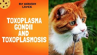 Toxoplasma Gondii and Toxoplasmosis  Clinical Manifestations  Life cycle  Treatment [upl. by Aneez]