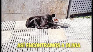 Perrita abandonada sufriendo en la calle EL RESCATE MÁS HERMOSO [upl. by Eenaffit]