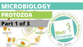 Protozoa  Microbiology  USMLE STEP 1  Part 1 of 3 [upl. by Anirdnajela231]