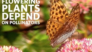 Why Protect Pollinators  California Academy of Sciences [upl. by Nauqaj]