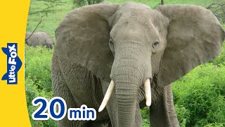 Meet the Animals 20 min  Mammals for Kids l Gorilla Elephant Whale Tiger Giraffe  More [upl. by Allicsirp]