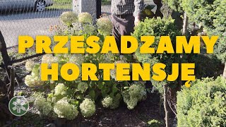 Jesień  idealna pora na przesadzanie hortensji [upl. by Mohandas]