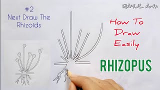 How to draw Rhizopus  Spore Formation  labelled diagram of Rhizopus [upl. by Assil]