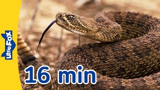 Meet the Animals 16 min  Rattlesnake Spider Cheetah and More  Stories for Kindergarten [upl. by Niel]