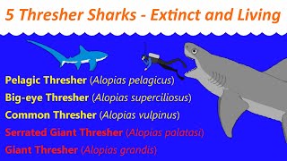 5 Thresher Sharks  Extinct and Living  Size Comparison [upl. by Cordy]