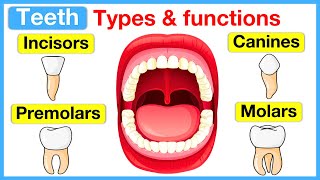 Types of Teeth and Their Functions [upl. by Reo760]