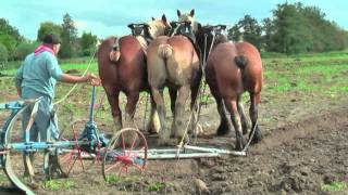 Strong Belgian Draft Horses Working on the Farm  Merelbeke [upl. by Aisac]