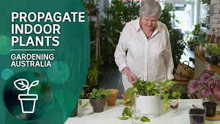 Four simple ways to propagate indoor plants  Indoor Gardens  Gardening Australia [upl. by Gurias276]