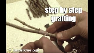 Plant Propagation by Grafting Part 1 step by step [upl. by Roldan]