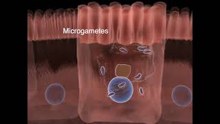 The life cycle of Toxoplasma gondii  Part 01 [upl. by Asyram828]