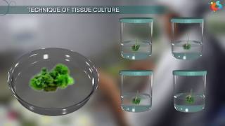 Tissue Culture [upl. by Ahsikan]