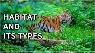 Habitat  Types of habitat  Animal Videos for Kids  eLearn K12 [upl. by Aneliram]