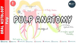 Introduction to pulp  Pulp Anatomy  Dr Paridhi Agrawal [upl. by Adian]