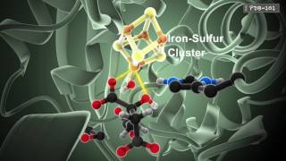 How Enzymes Work from PDB101 [upl. by Bergstrom]