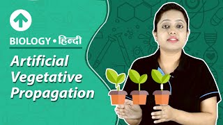 Artificial Vegetative Propagation  Hindi  Biology [upl. by Enialem]