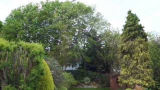 Trees and Plants at 30 mph wind [upl. by Mariande496]